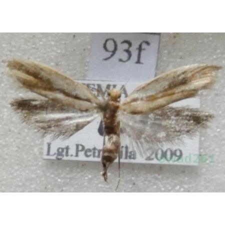 Ypsolopha parenthesella (Linnaeus, 1761) Czech93f